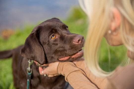dog breed Labrador retriever looks into the eyes of his blonde mistress on the grass on a sunny day, love between a man and a dog, trusting relationship, teen dog with the owner