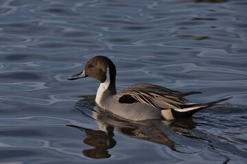 Northern Pintail , Anas acuta