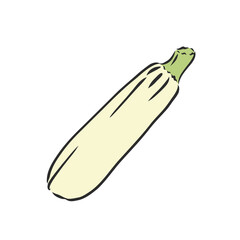 Zucchini. Vector hand drawn vegetables isolated on white background. zucchini, vector sketch illustration