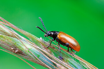 Negative mud bug inhabits wild plants in North China