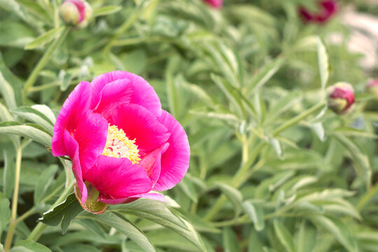 Evasive peony, or Mary's root (Paeonia anomala). Close-up. Floral background