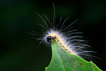 Lepidoptera larvae inhabit wild plants, North China