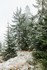 Fir trees in the mountains in winter time