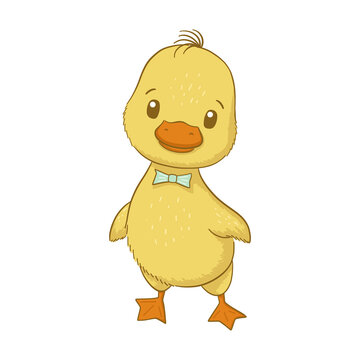 Cute baby duck isolated on white background