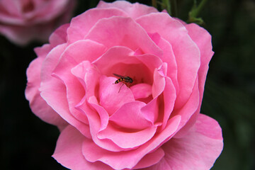 Bee is searching for food on pink rose