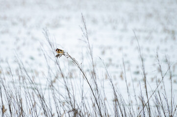 goldfinch eating in a snowstorm

