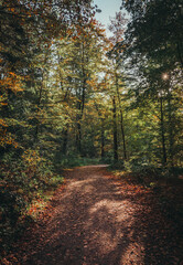 Forest Path on sunny autumn day