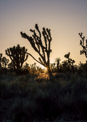 Cactus trees in Mojave desert during golden sunset in California, USA