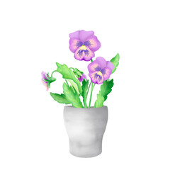 Violet pansies in a gray tin pot isolated on a white background
