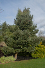 Obraz premium Dark Green Winter Foliage and on a Weymouth or Eastern White Pine Tree (Pinus strobus 'Kruger's Lilliput') Growing in a Garden in Rural Devon, England, UK