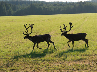 Reindeers on green swedish fjeld in the morning