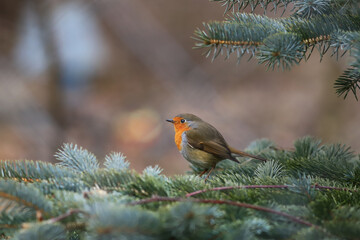 A robin sits on a spruce branch, sideways to the lens..