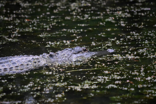 An Alligator Moving Through Thick Swamp Waters