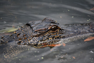 Looking Directly into the Eye of an Alligator