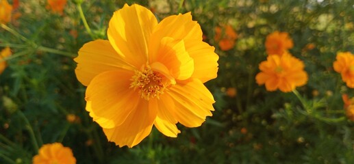 Kenikir or Cosmos caudatus flowers are yellow with morning day. two color yellow and orange flower cosmos- image