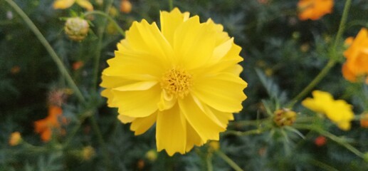 Kenikir or Cosmos caudatus flowers are yellow with morning day. two color yellow and orange flower cosmos- image