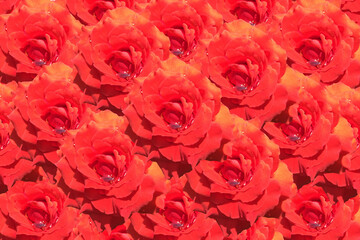 Rose background for Valentine Day