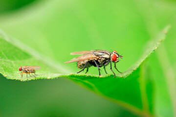 Host flies live on wild plants, North China