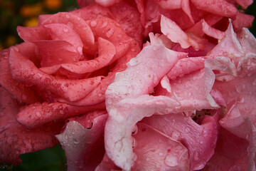 Flores con el rocío de la mañana o de la lluvia en sus pétalos y hojas