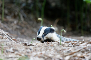 Blaireau d'Europe Meles meles à l'entrée de son terrier