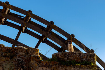 Photograph taken of a small cat on the edge of a cliff on which a water mill was built against a beautiful clear blue sky.
