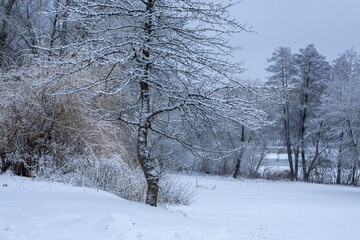 
Winter trees covered with snow on the river bank in the city park.