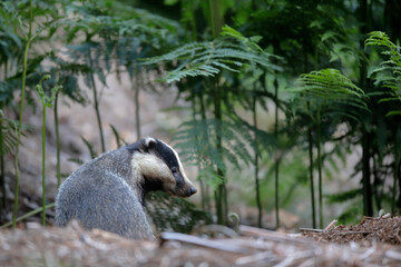 Blaireau d'Europe Meles meles à l'entrée de son terrier © denis