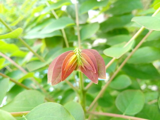 red and green leaves