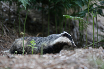 Blaireau d'Europe Meles meles à l'entrée de son terrier © denis