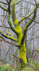 Moss covered tree glowing in the soft light of winter