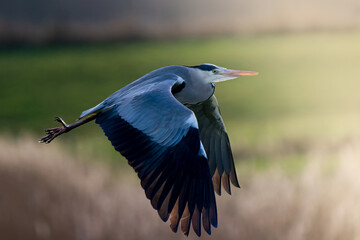 flying grey heron