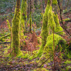 Moss covering the base of young trees