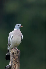 Wood pigeon Columba palumbus sitting on trunk