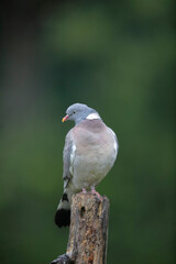 Wood pigeon Columba palumbus sitting on trunk