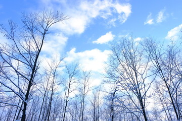 Trees on a background of the blue sky. Winter in Poland.