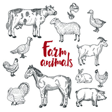 Collection of farm animals isolated on white. Vector illustration.