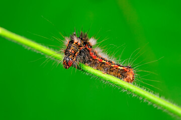 Lepidoptera larvae inhabit wild plants, North China