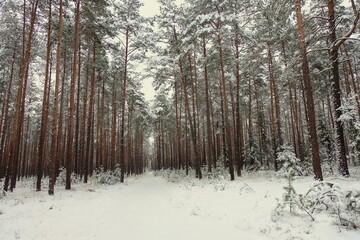 The road in the forest is covered with snow. Pine forest. Winter in Europe.