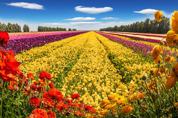 Fototapeta premium The blooming field