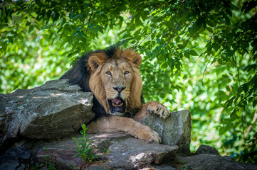 Ein männlicher Löwe döst im Schatten