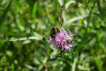Centaurea of family the Asteraceae on a green background, with a bee collecting pollen.