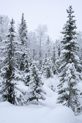 Naklejka premium snow-covered trees in the forest in winter