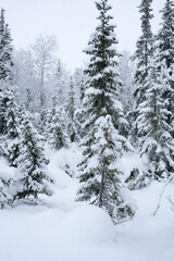 snow-covered trees in the forest in winter