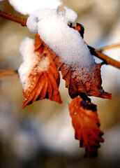 winterliche Natur