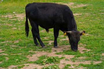Cattle graze in the meadow