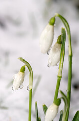 Schneeglöckchen im Schnee