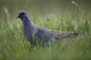 Pigeon colombin au sol en gros plan