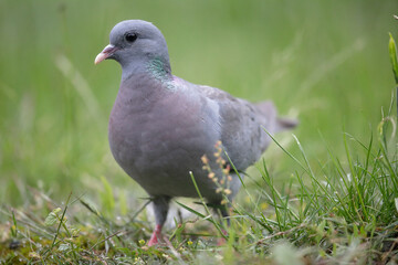 Pigeon colombin au sol en gros plan