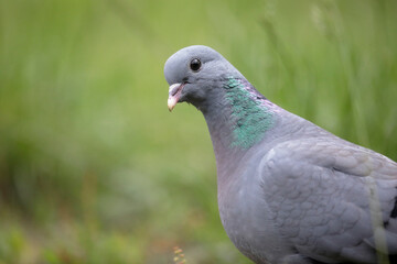 Pigeon colombin au sol en gros plan