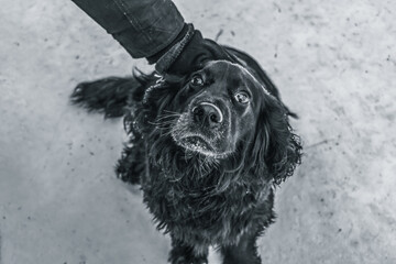 A sad cocker spaniel dog enjoys the caress of the owner. Photo with artistic noise and grainy...